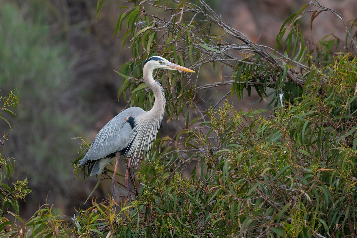 Great Blue Heron - ML632943320