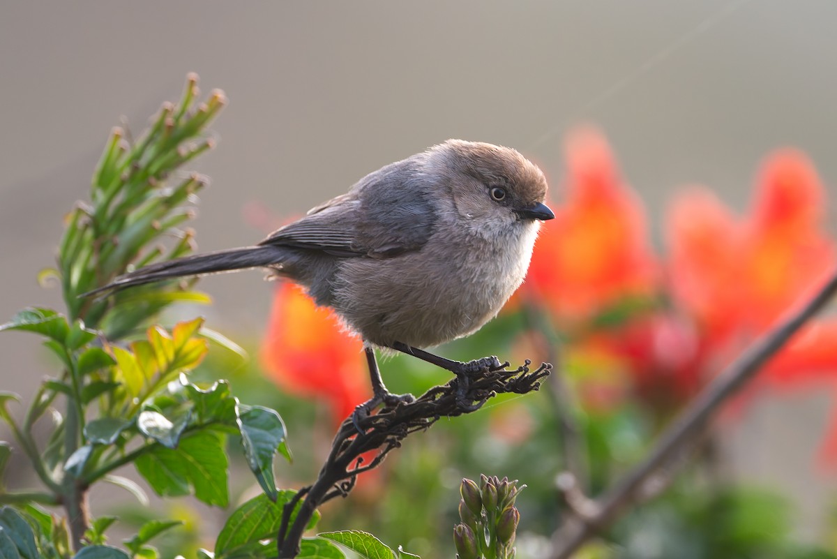 Bushtit - ML632943323