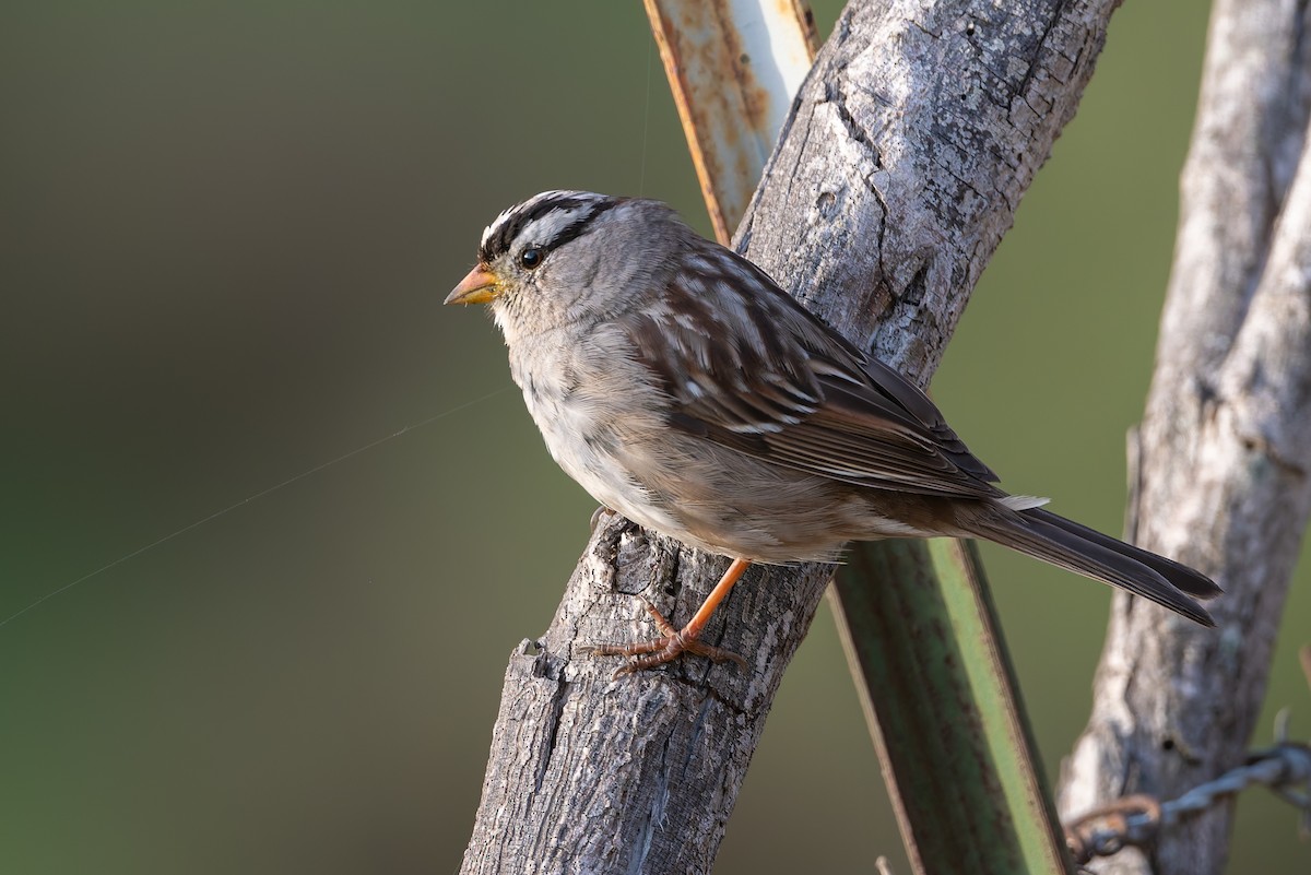 White-crowned Sparrow - ML632943336