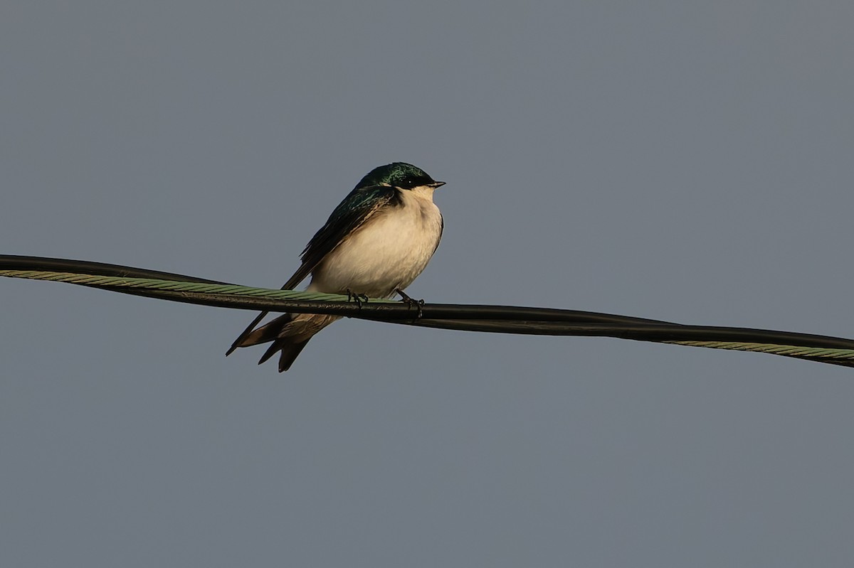 Tree Swallow - ML632943346