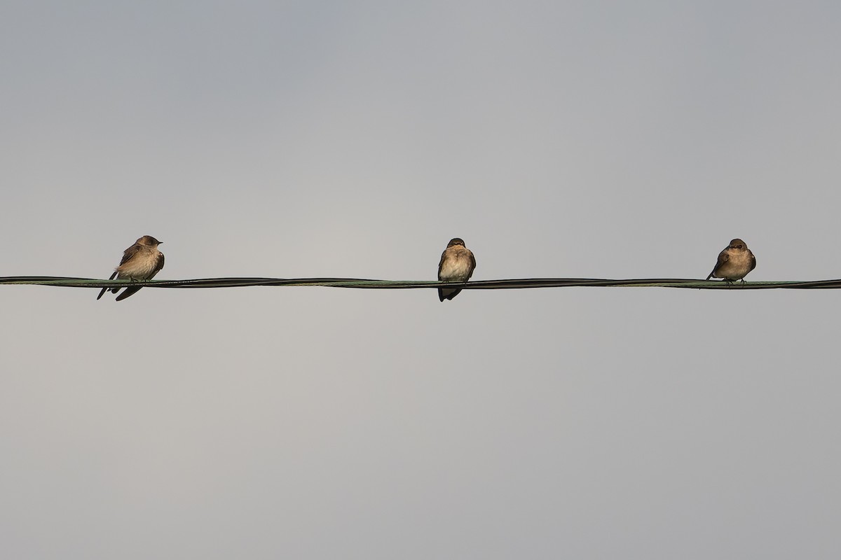 Northern Rough-winged Swallow - ML632943377