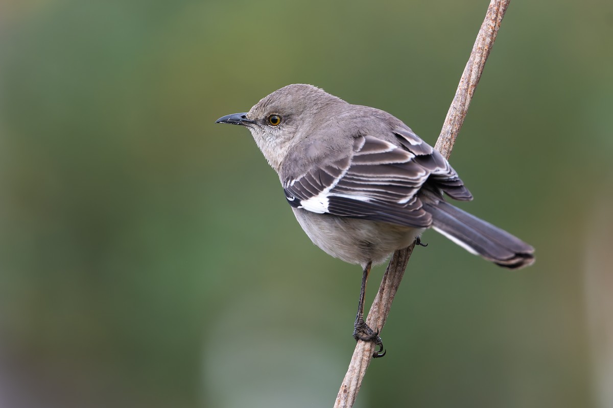 Northern Mockingbird - ML632943480