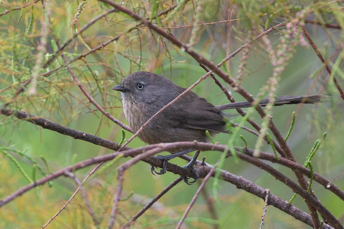 Wrentit - ML632943491