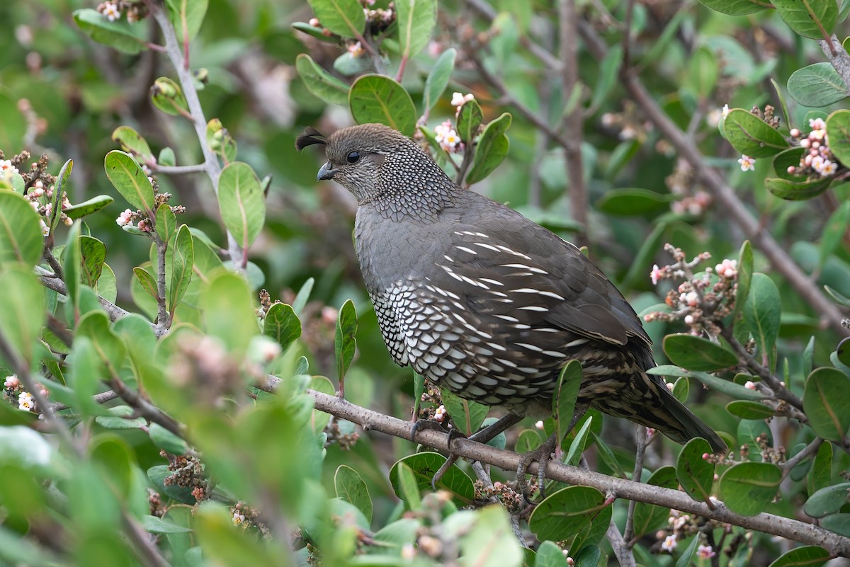 California Quail - ML632943515
