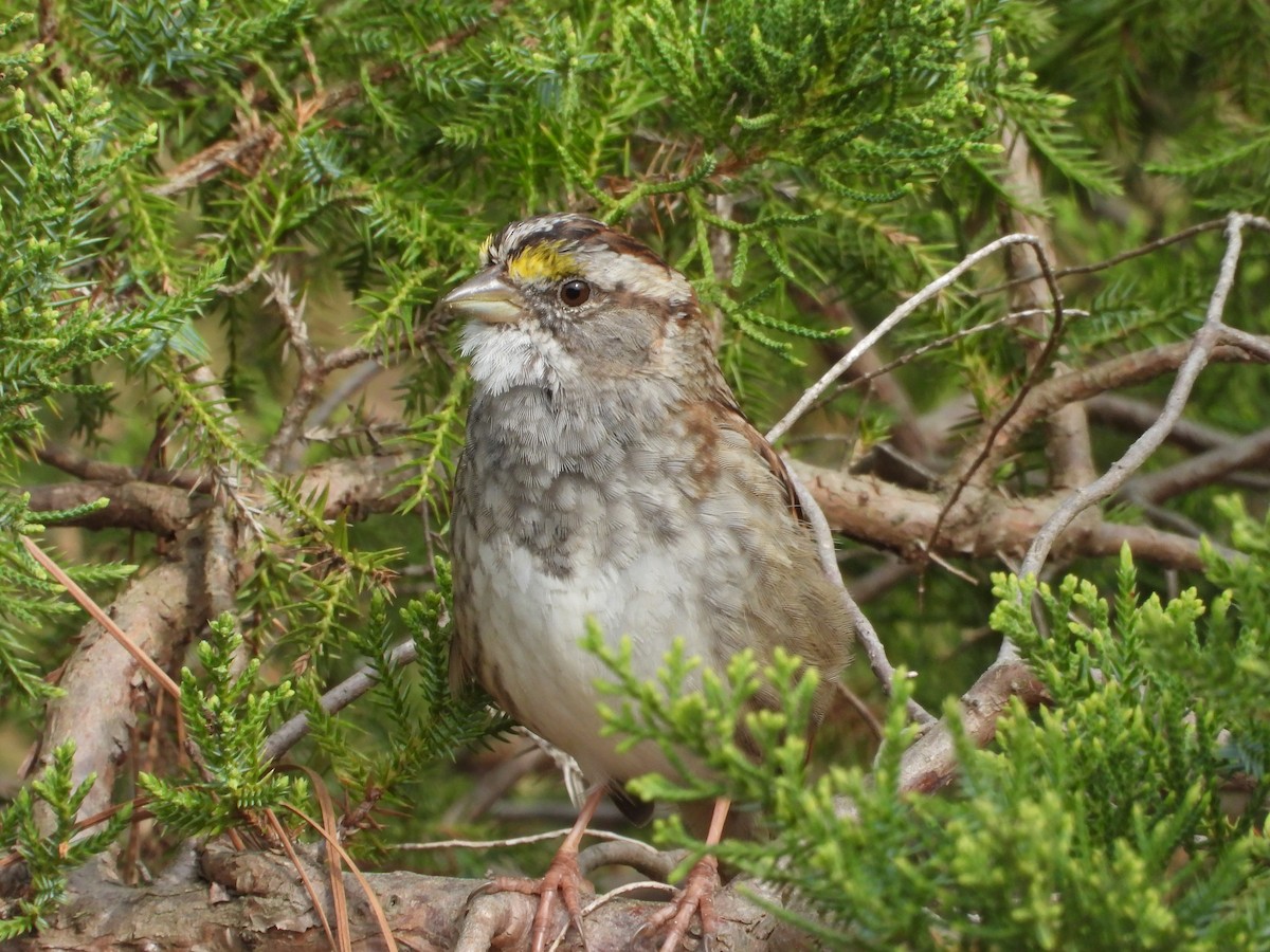 White-throated Sparrow - ML632943605