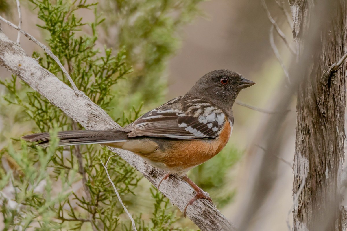 Spotted Towhee - ML632943781