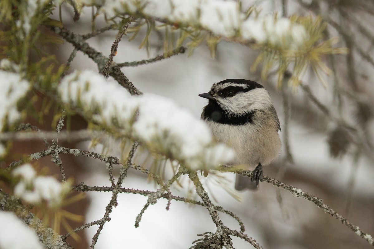 Mountain Chickadee - ML632943790