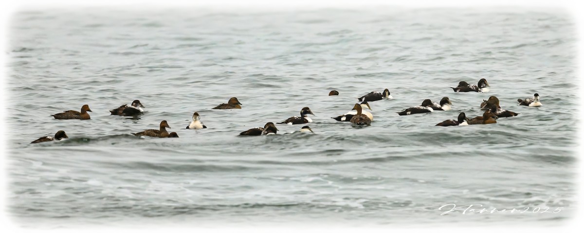 Common Eider - ML632943954