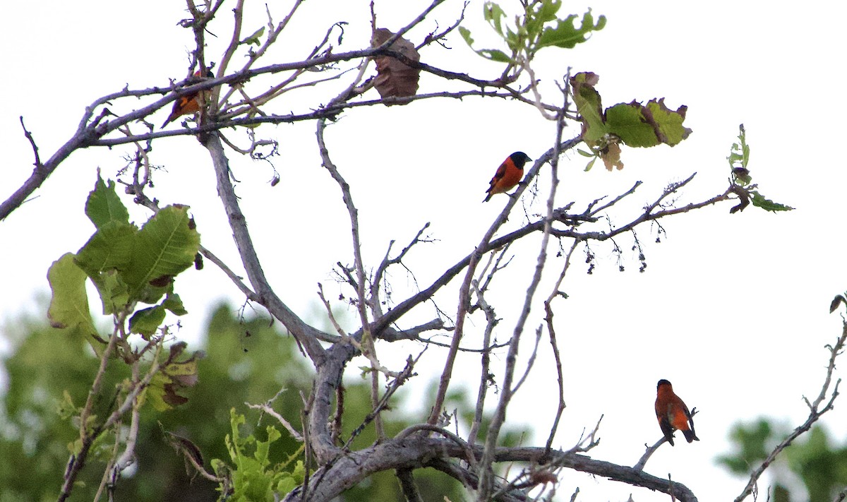 Red Siskin - ML632943962