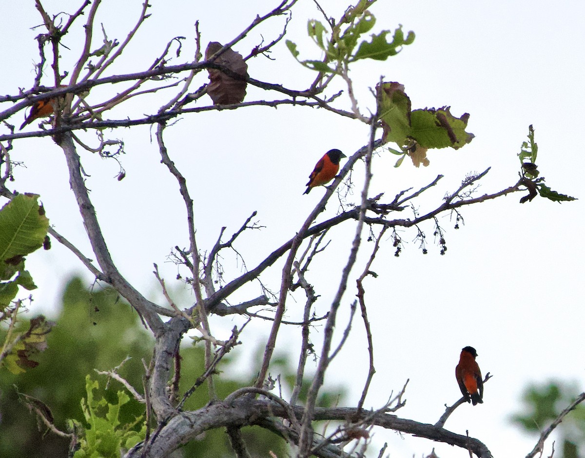 Red Siskin - ML632943963