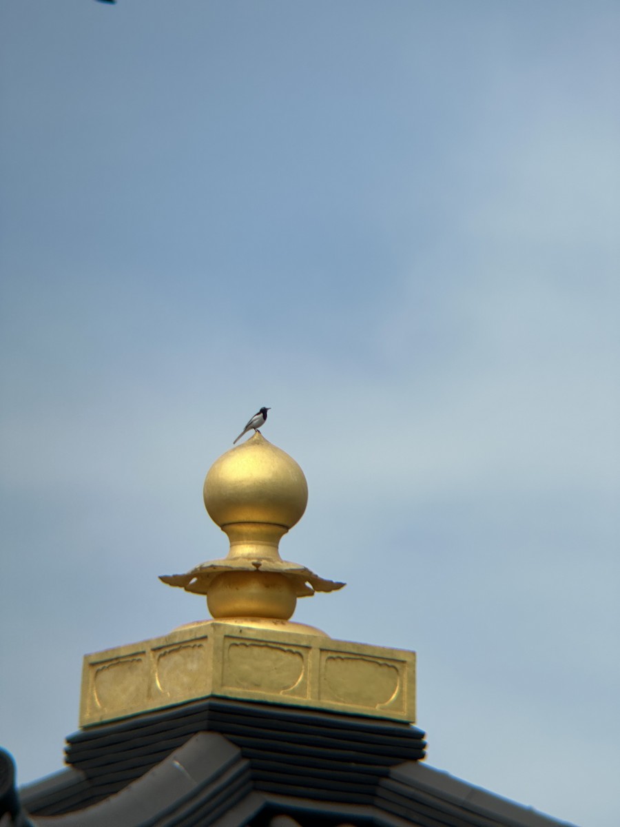 Japanese Wagtail - ML632944285