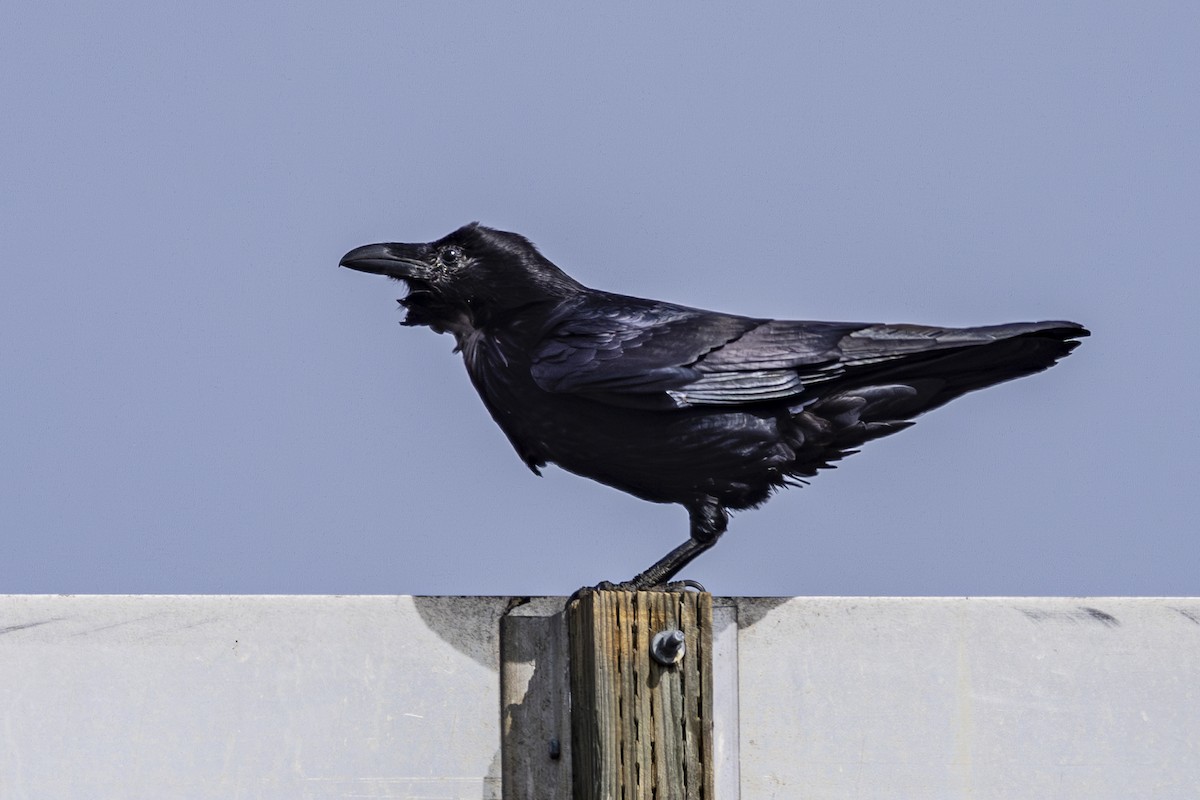 Common Raven - ML632944314