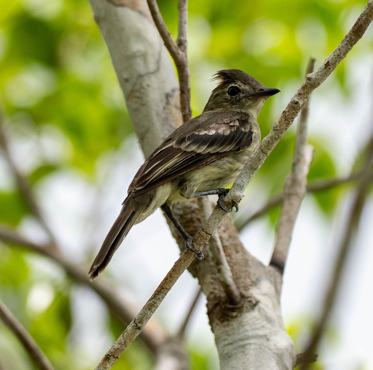 Rufous-crowned Elaenia - ML632944322