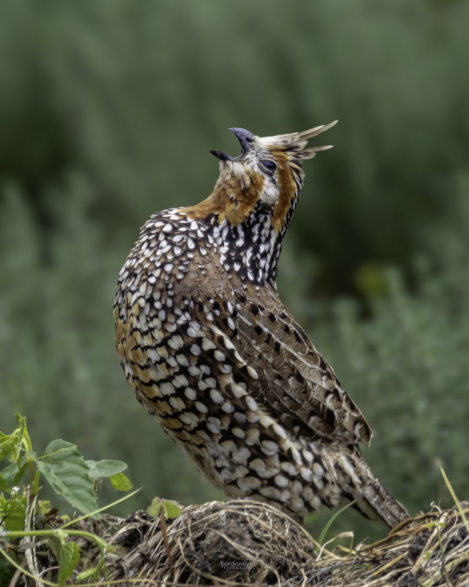 Crested Bobwhite - ML632944571