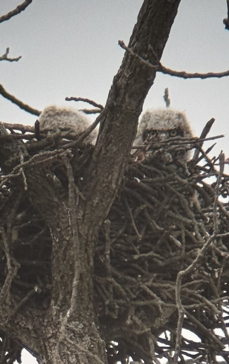 Great Horned Owl - ML632944644