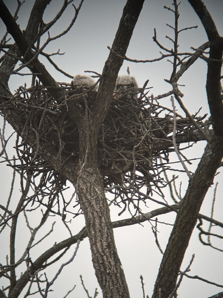 Great Horned Owl - ML632944645