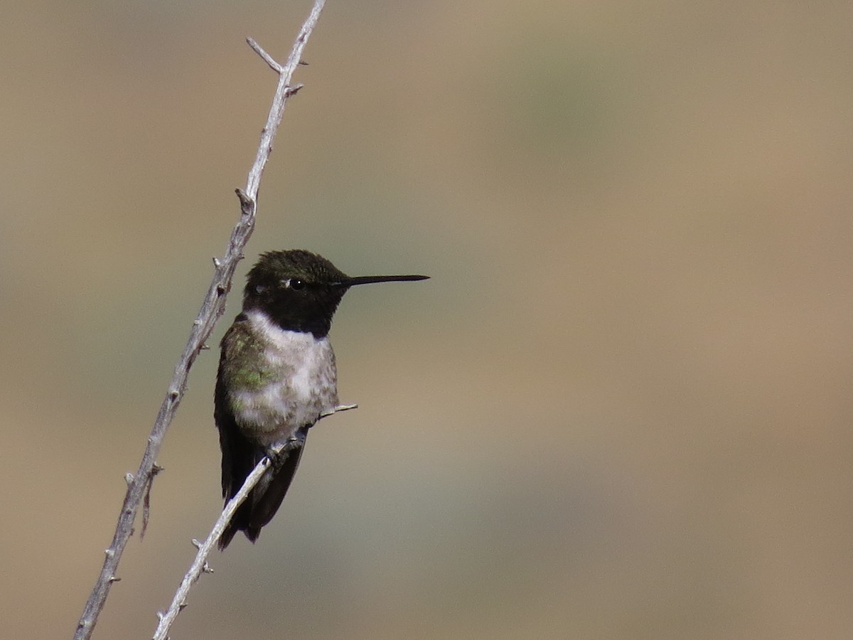 Black-chinned Hummingbird - Ian Hearn