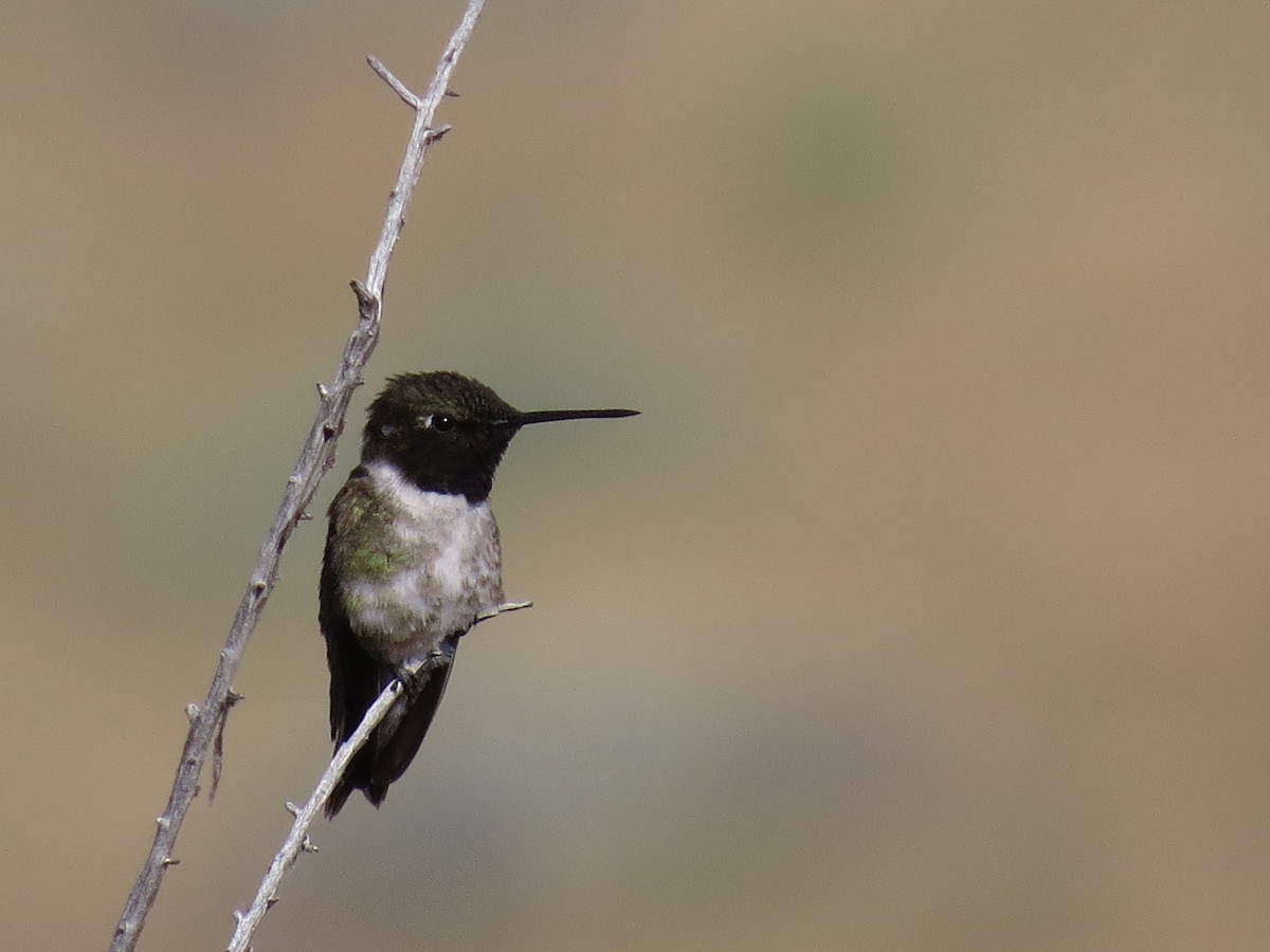 Black-chinned Hummingbird - ML63294471
