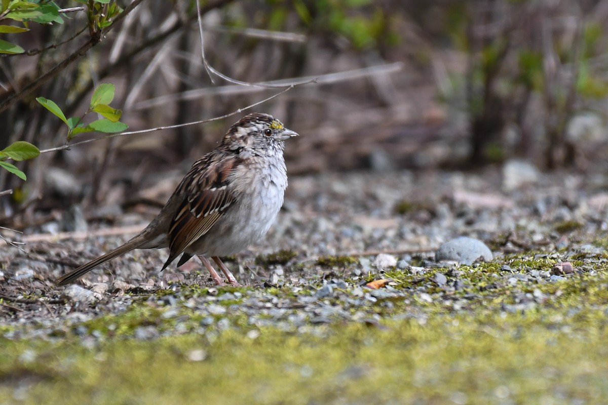 White-throated Sparrow - ML632944723