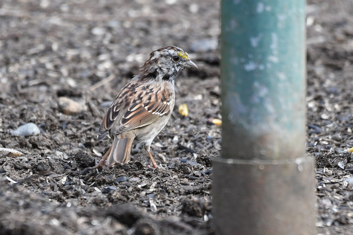 White-throated Sparrow - ML632944724