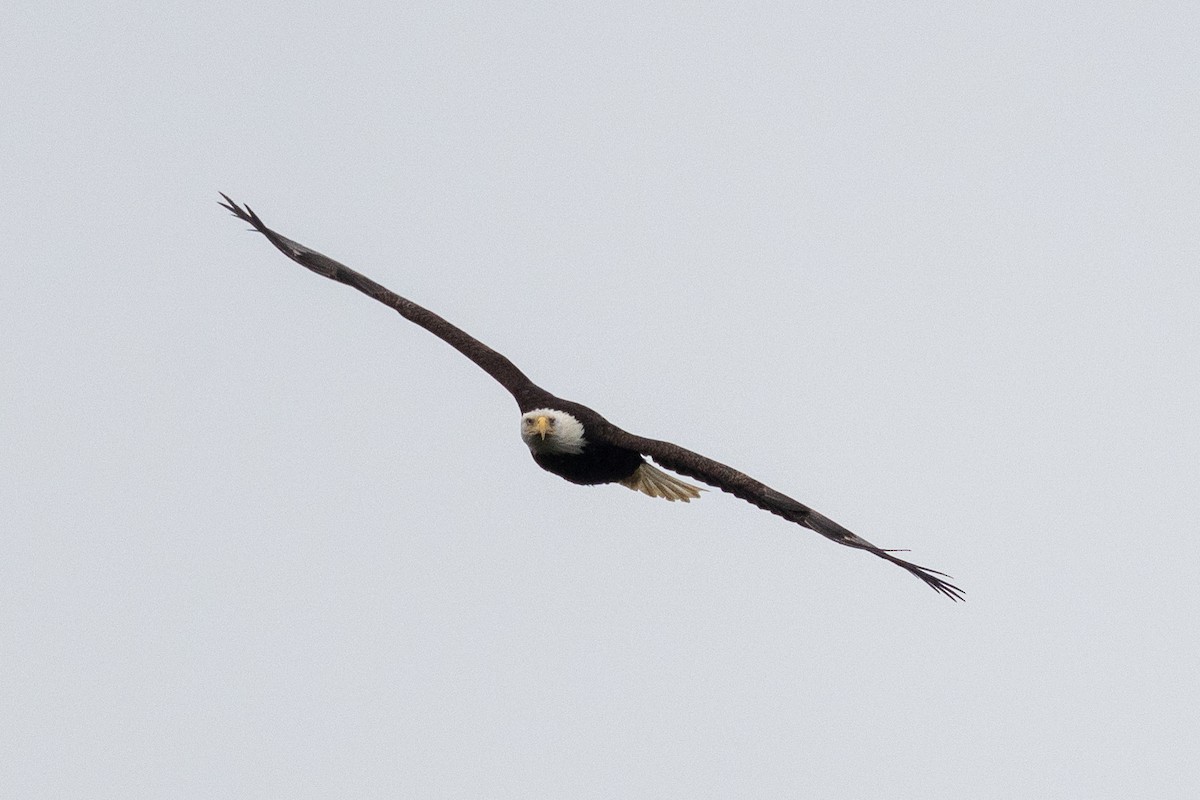 Bald Eagle - ML632945513