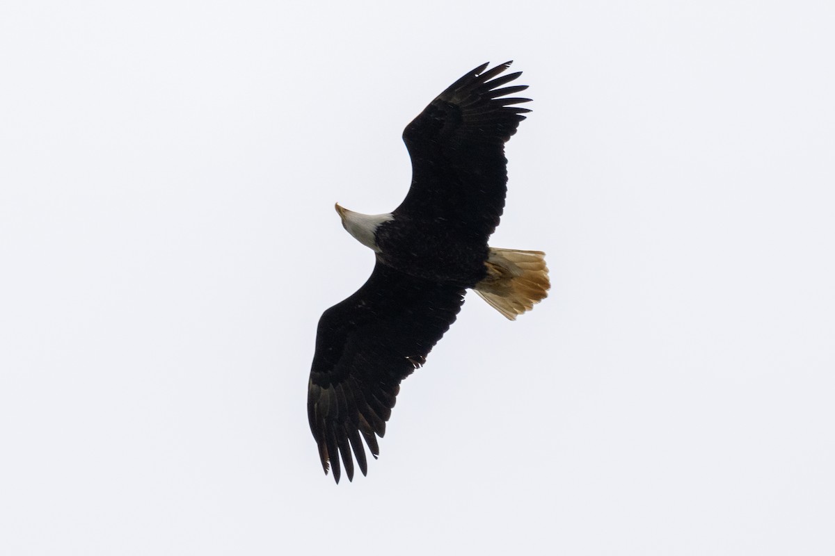 Bald Eagle - ML632945514