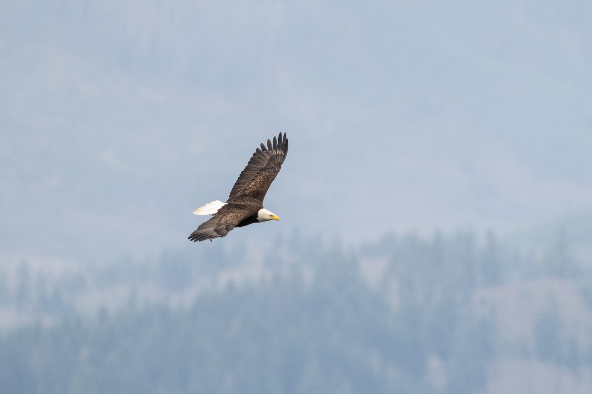 Bald Eagle - ML632945515