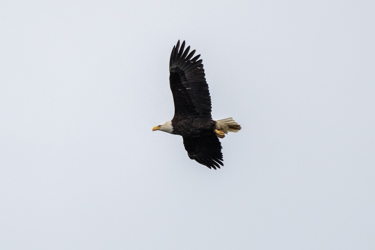 Bald Eagle - ML632945516