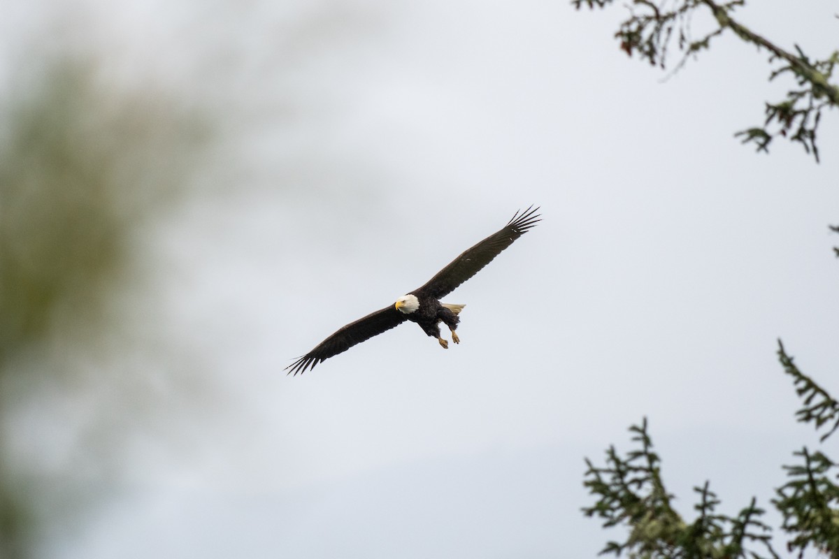 Bald Eagle - ML632945517