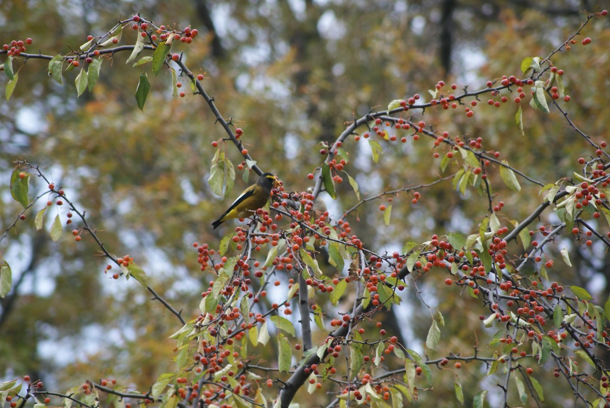 Evening Grosbeak - ML632945649