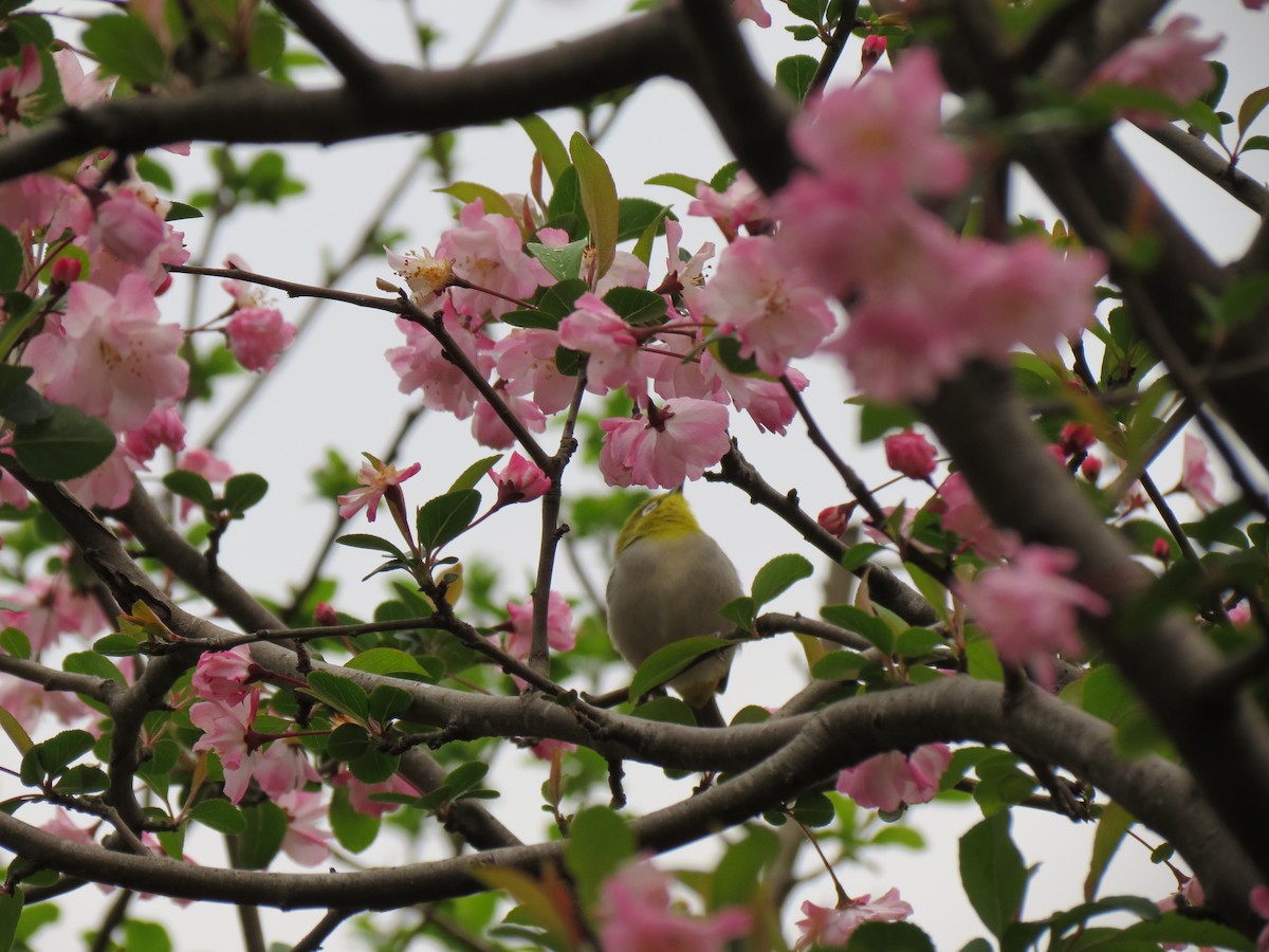 Swinhoe's White-eye - ML632945768