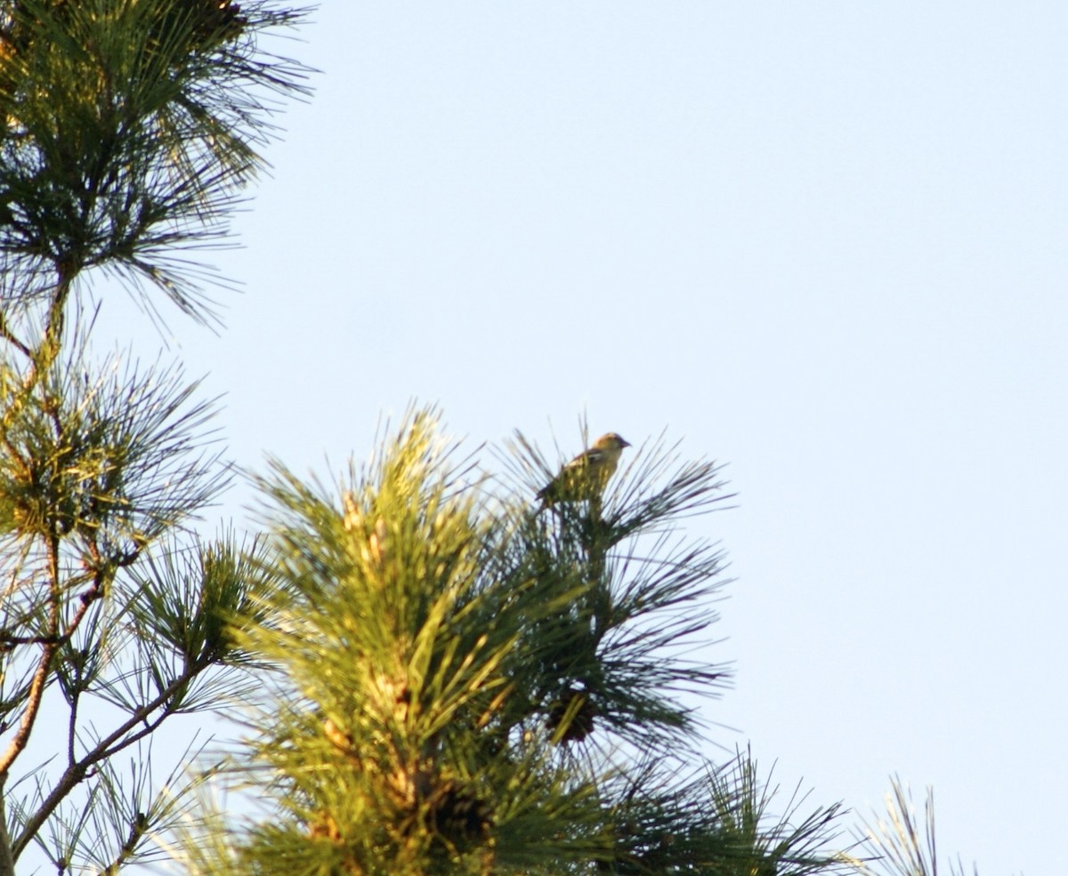 White-winged Crossbill - ML632946015