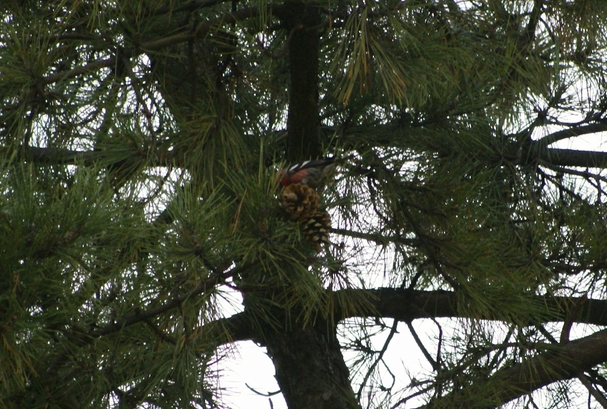 White-winged Crossbill - ML632946016