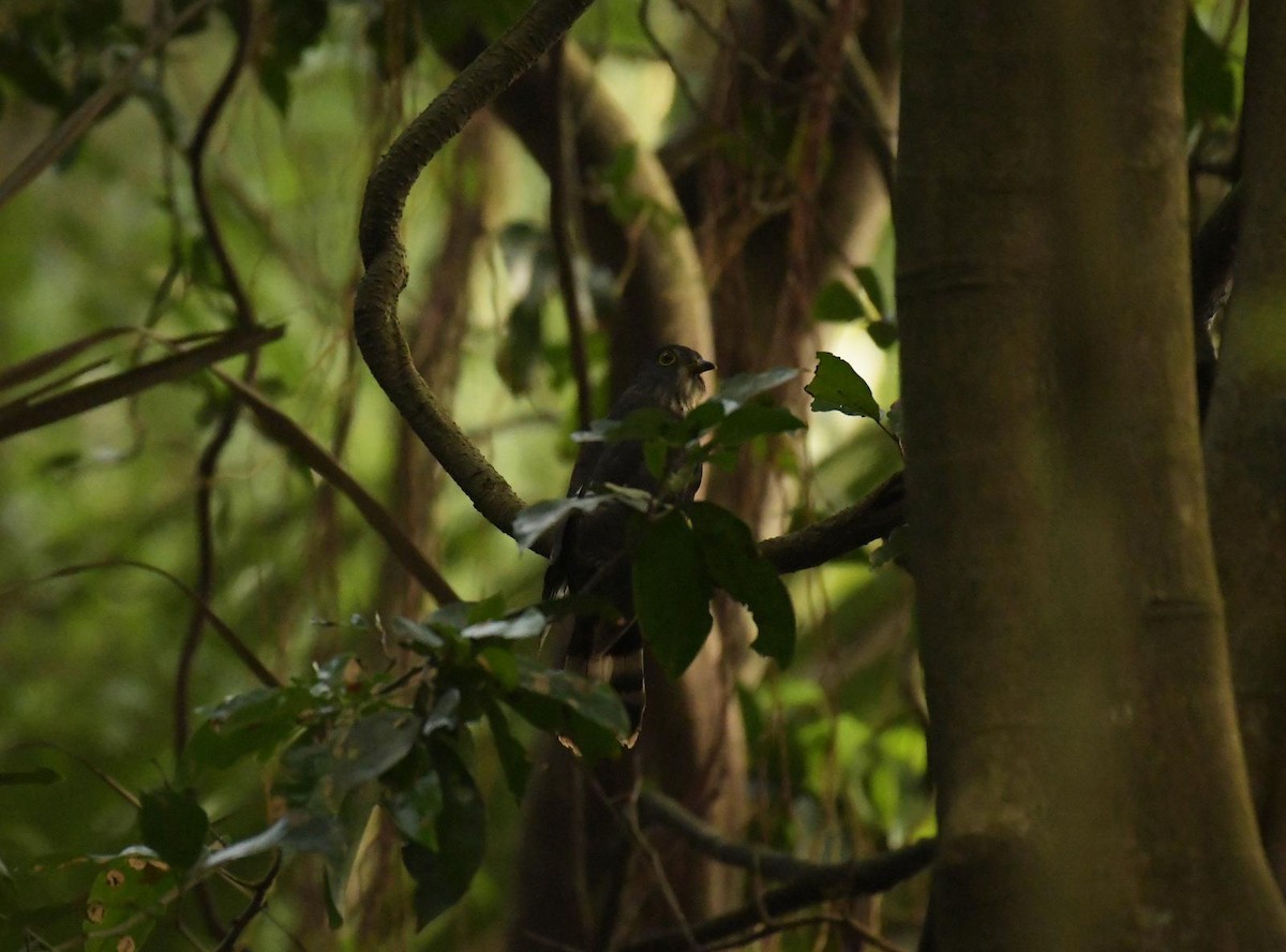Hodgson's Hawk-Cuckoo - ML632946018