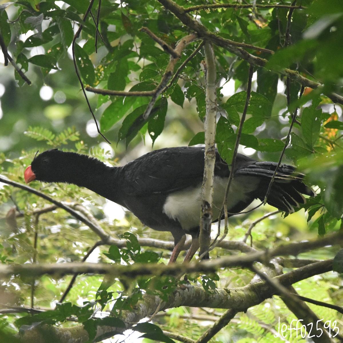 Salvin's Curassow - ML632946085