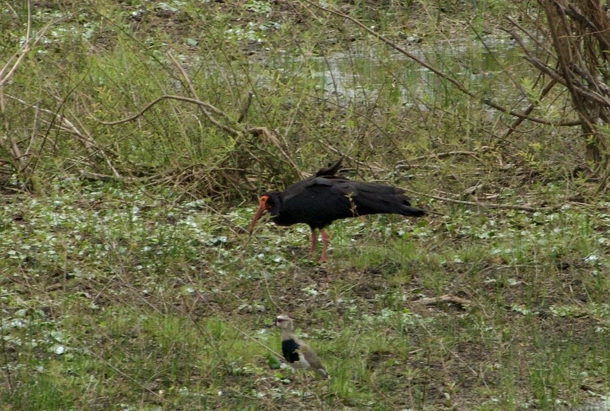 Sharp-tailed Ibis - ML632946109