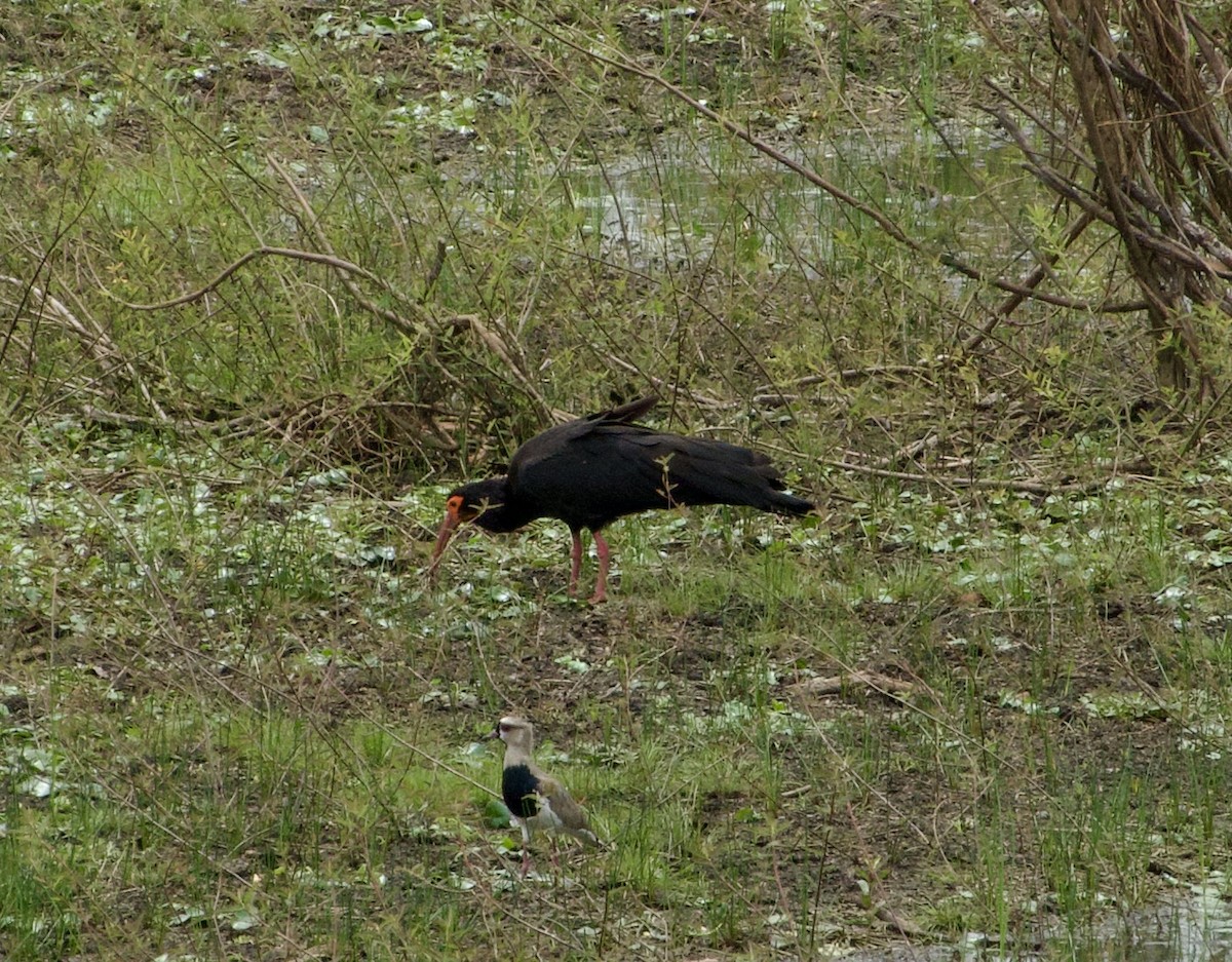 Sharp-tailed Ibis - ML632946110