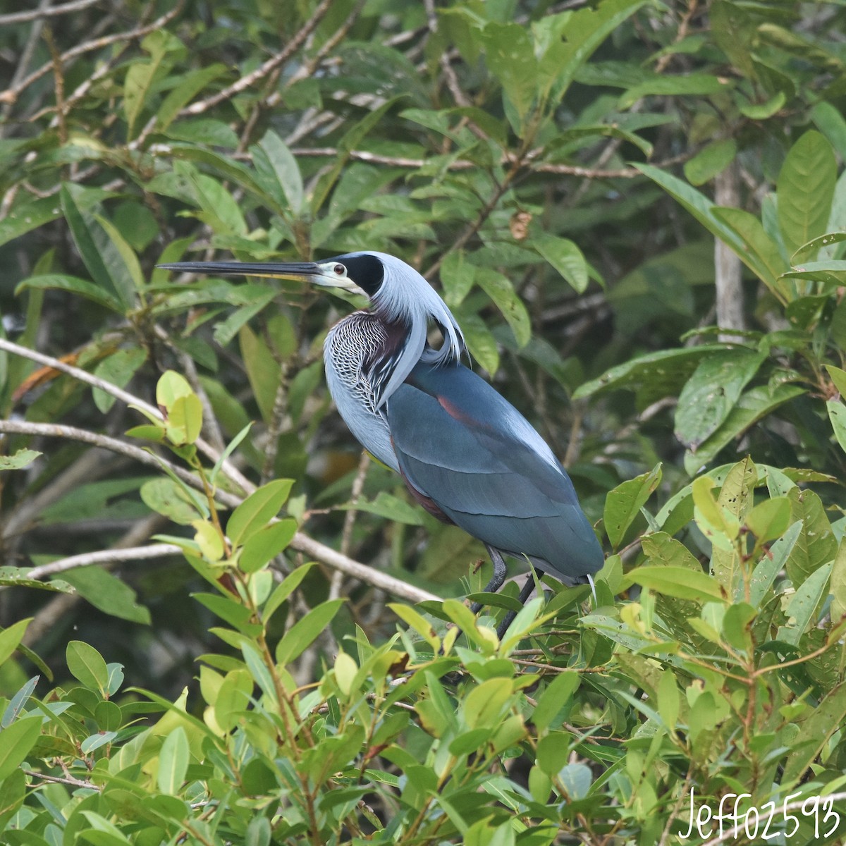 Agami Heron - ML632946111