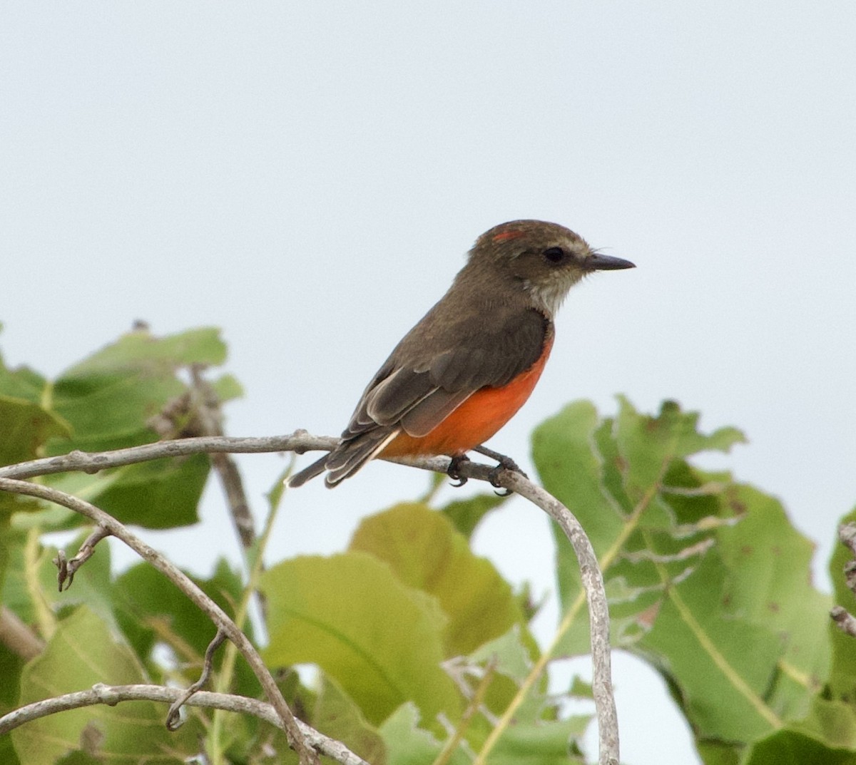 Vermilion Flycatcher - ML632946174