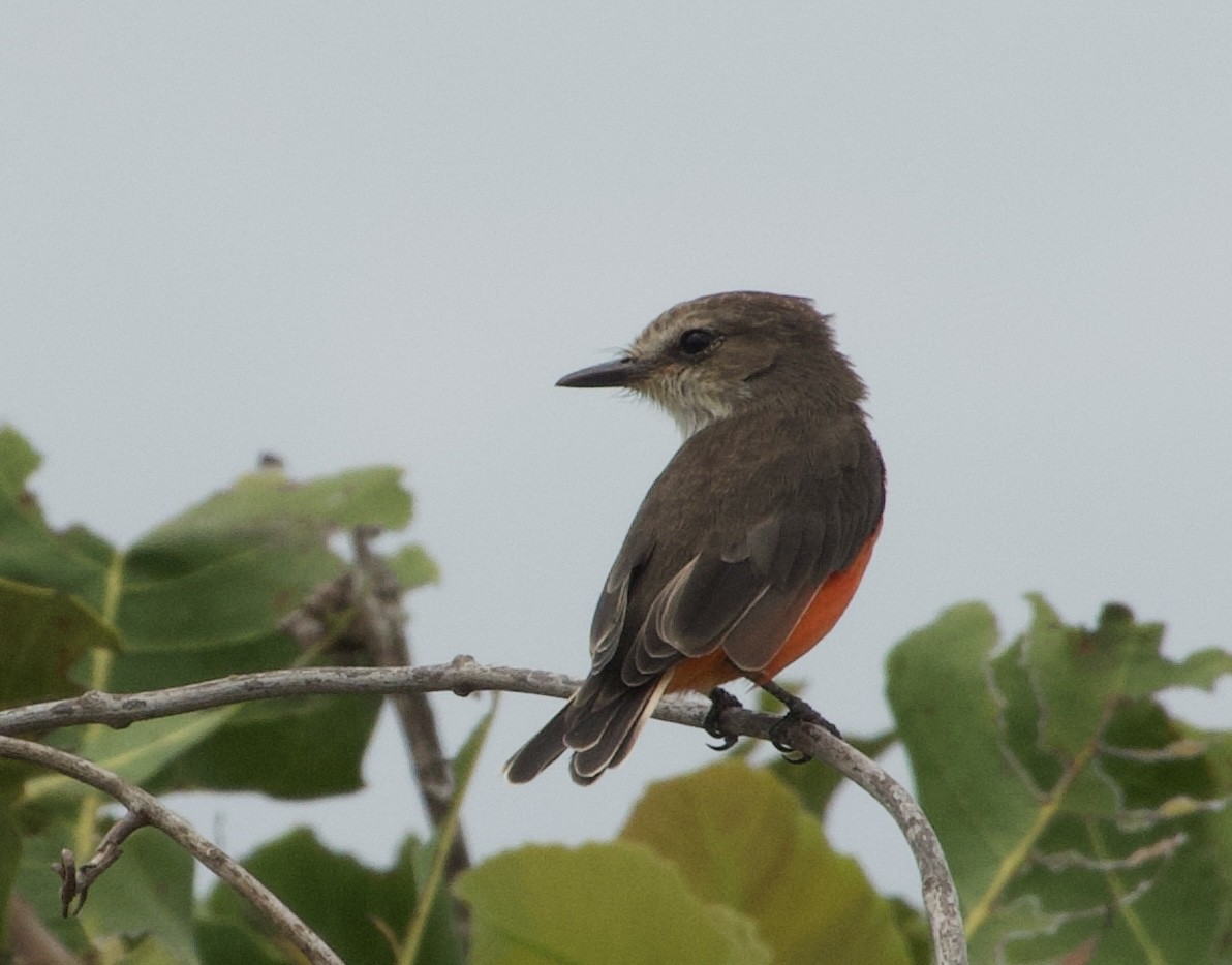 Vermilion Flycatcher - ML632946175