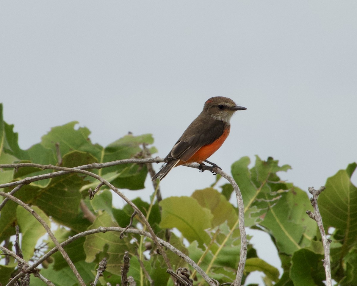 Vermilion Flycatcher - ML632946176