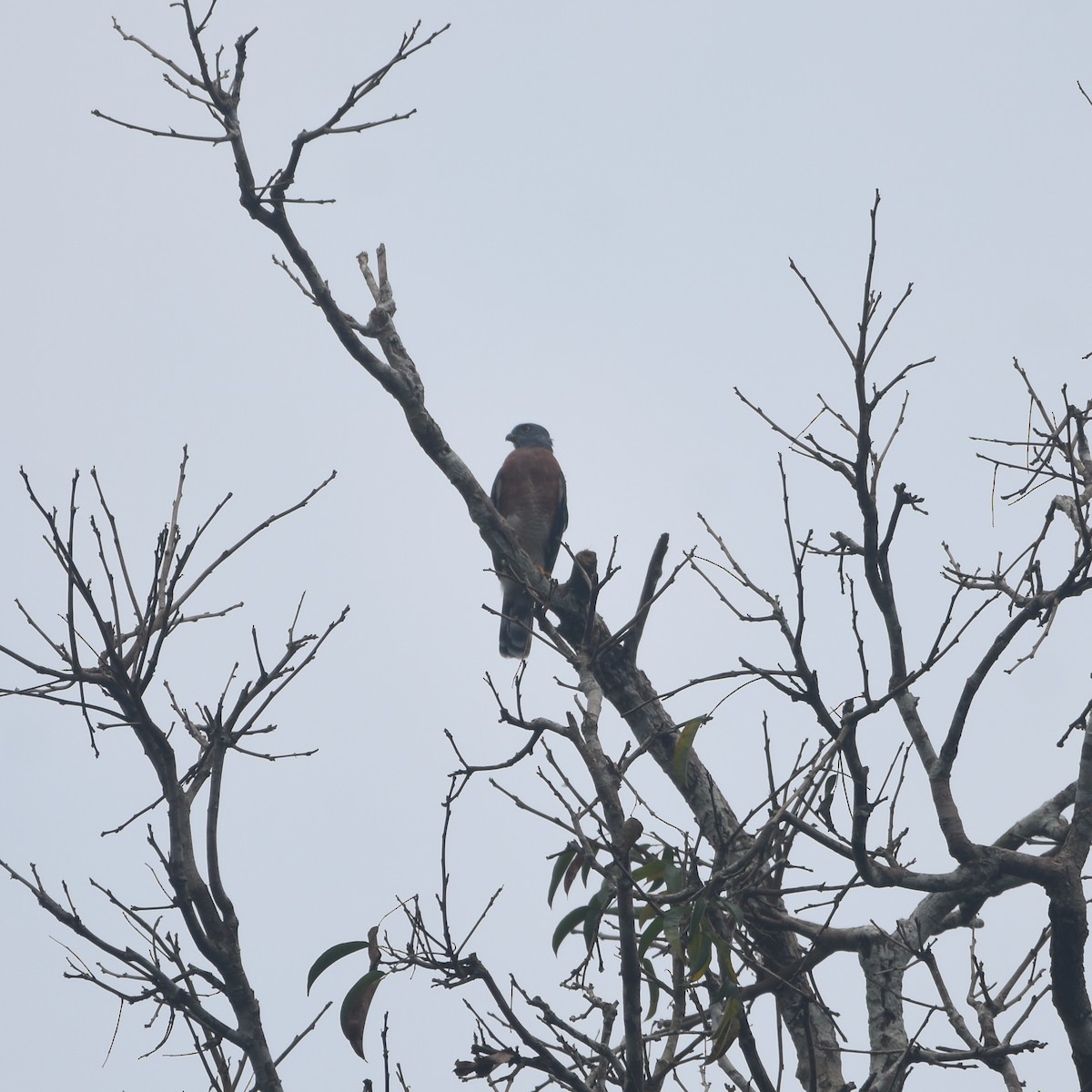 Double-toothed Kite - ML632946220