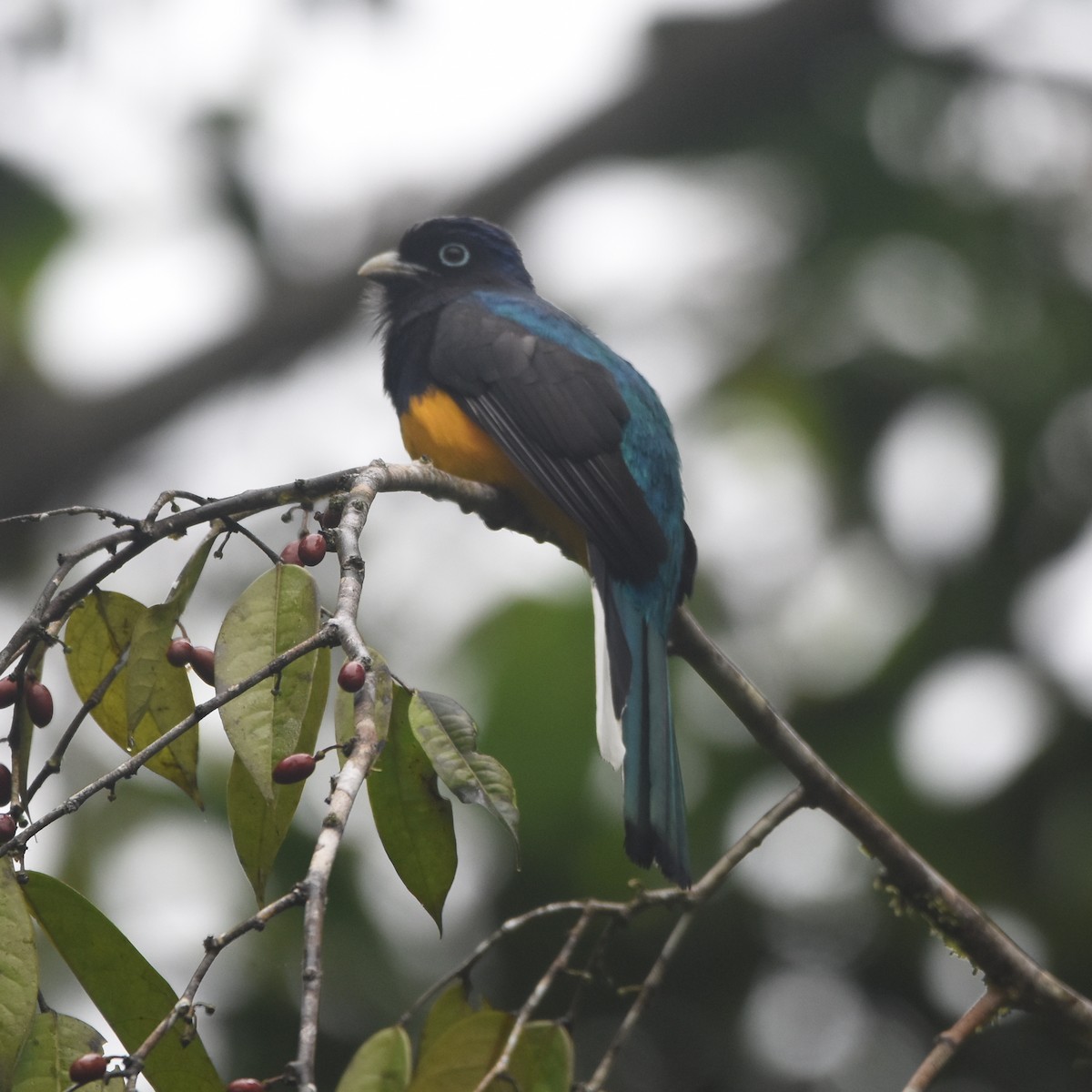 Green-backed Trogon - ML632946223