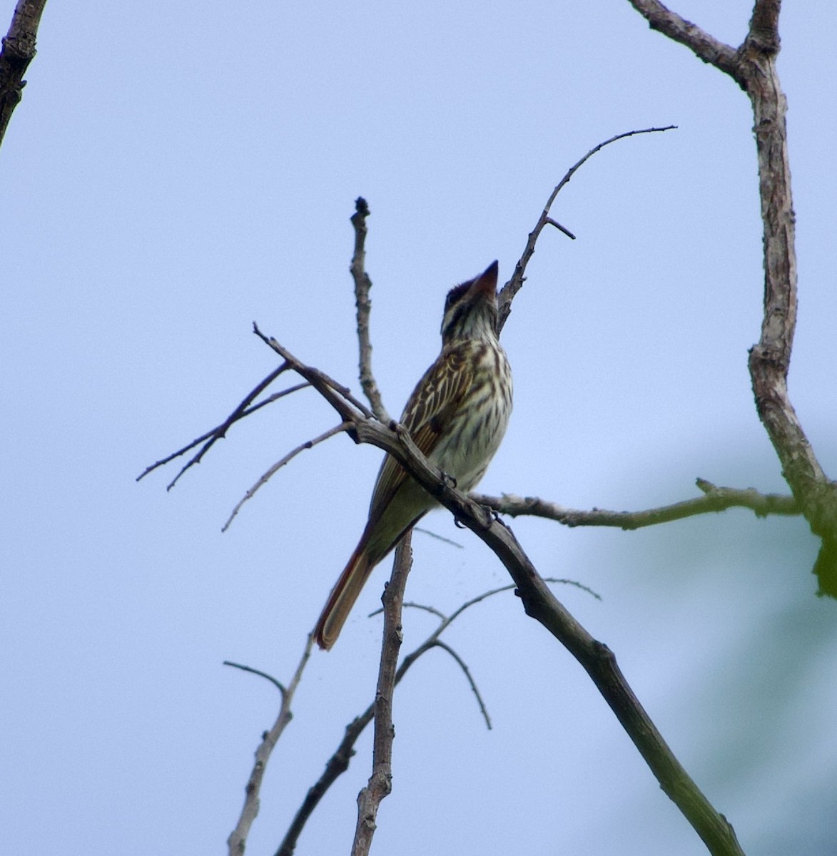 Streaked Flycatcher - ML632946245