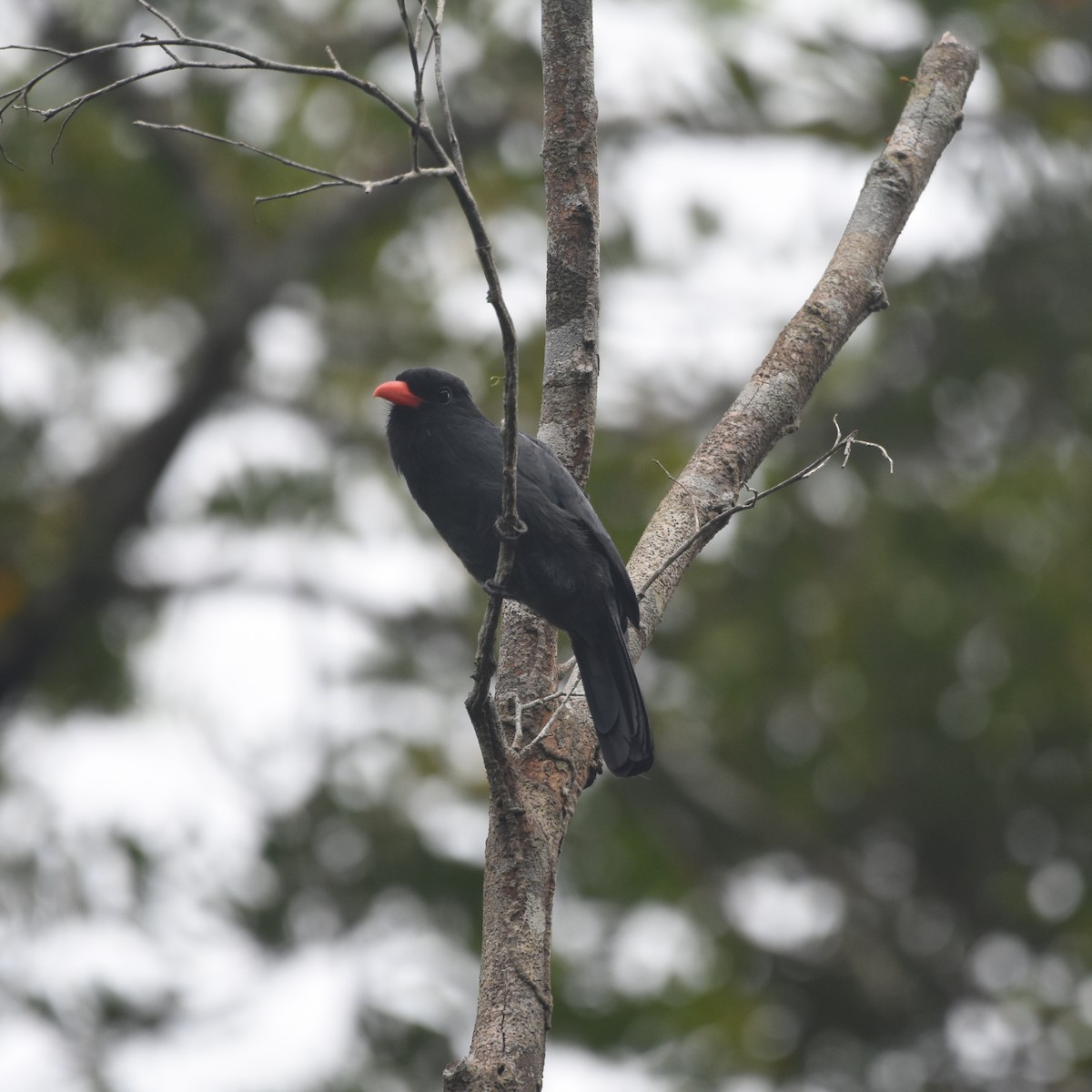 Black-fronted Nunbird - ML632946246