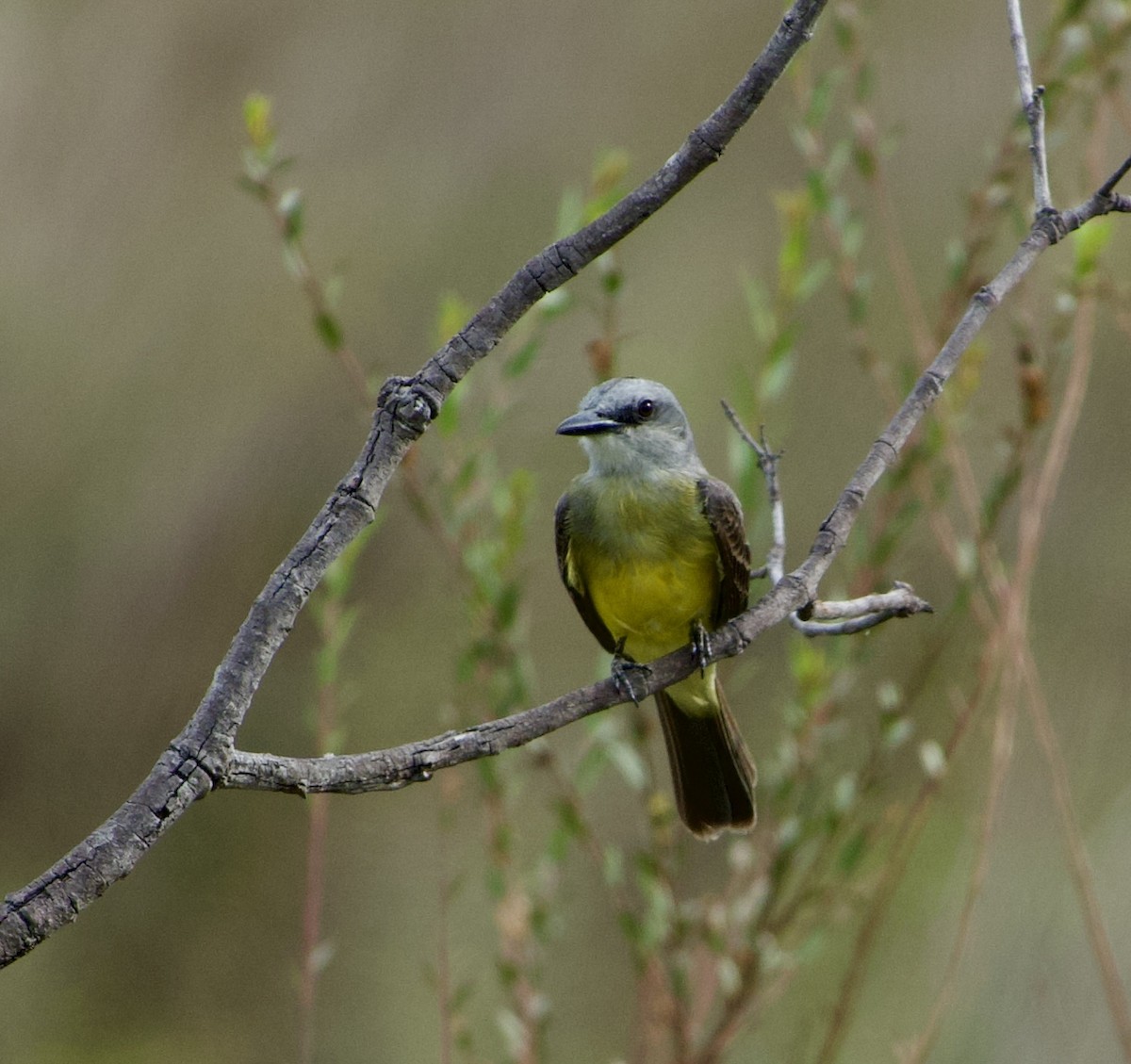 White-throated Kingbird - ML632946260