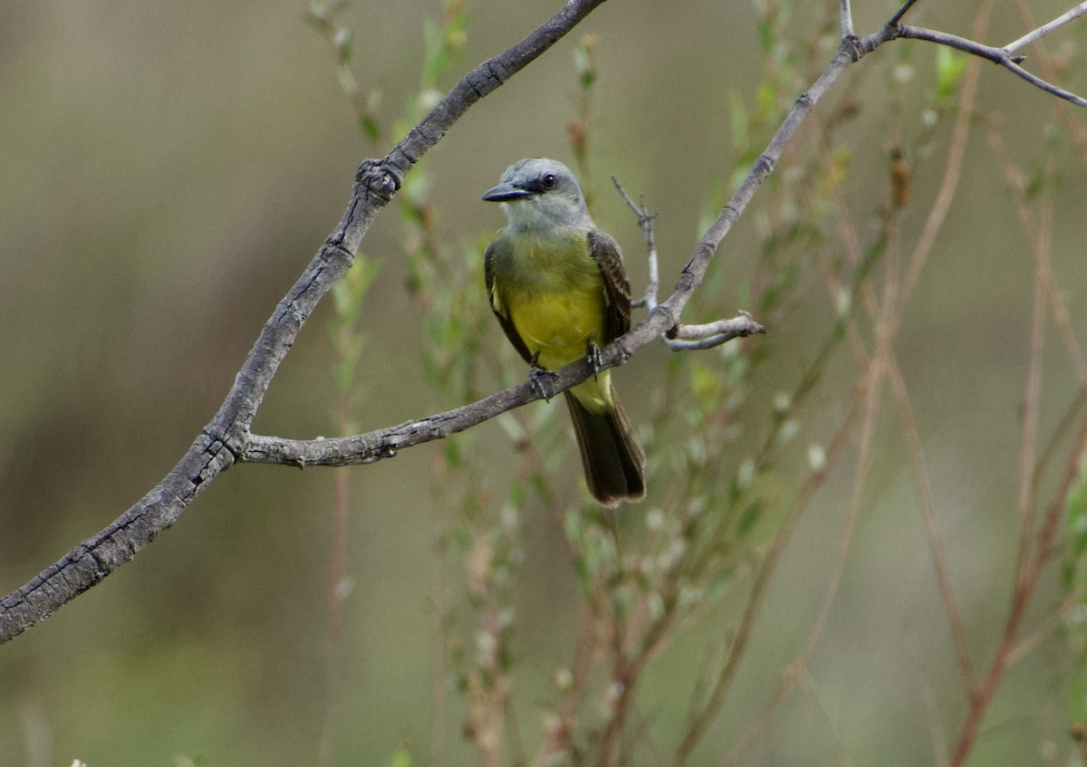 White-throated Kingbird - ML632946261