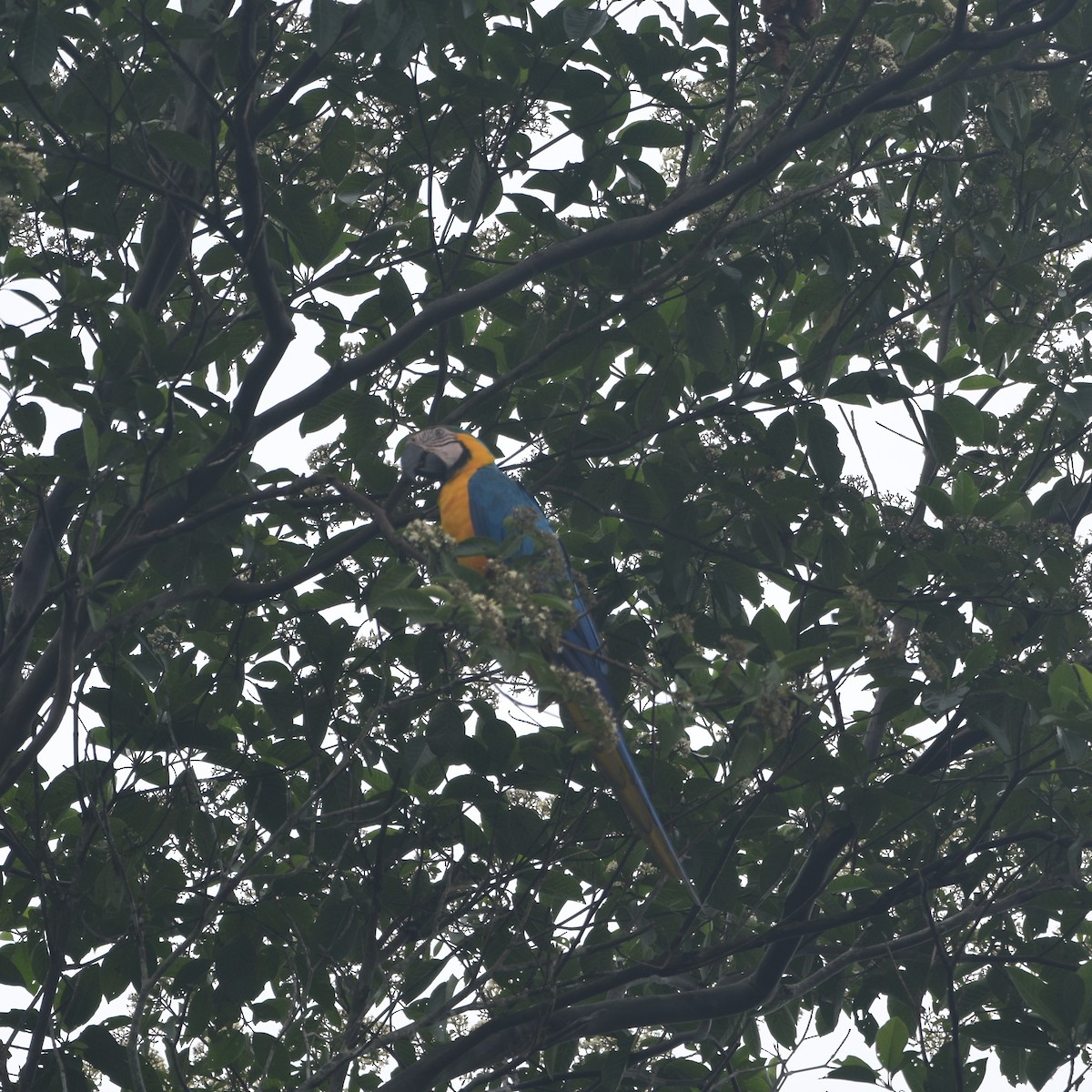 Blue-and-yellow Macaw - ML632946262