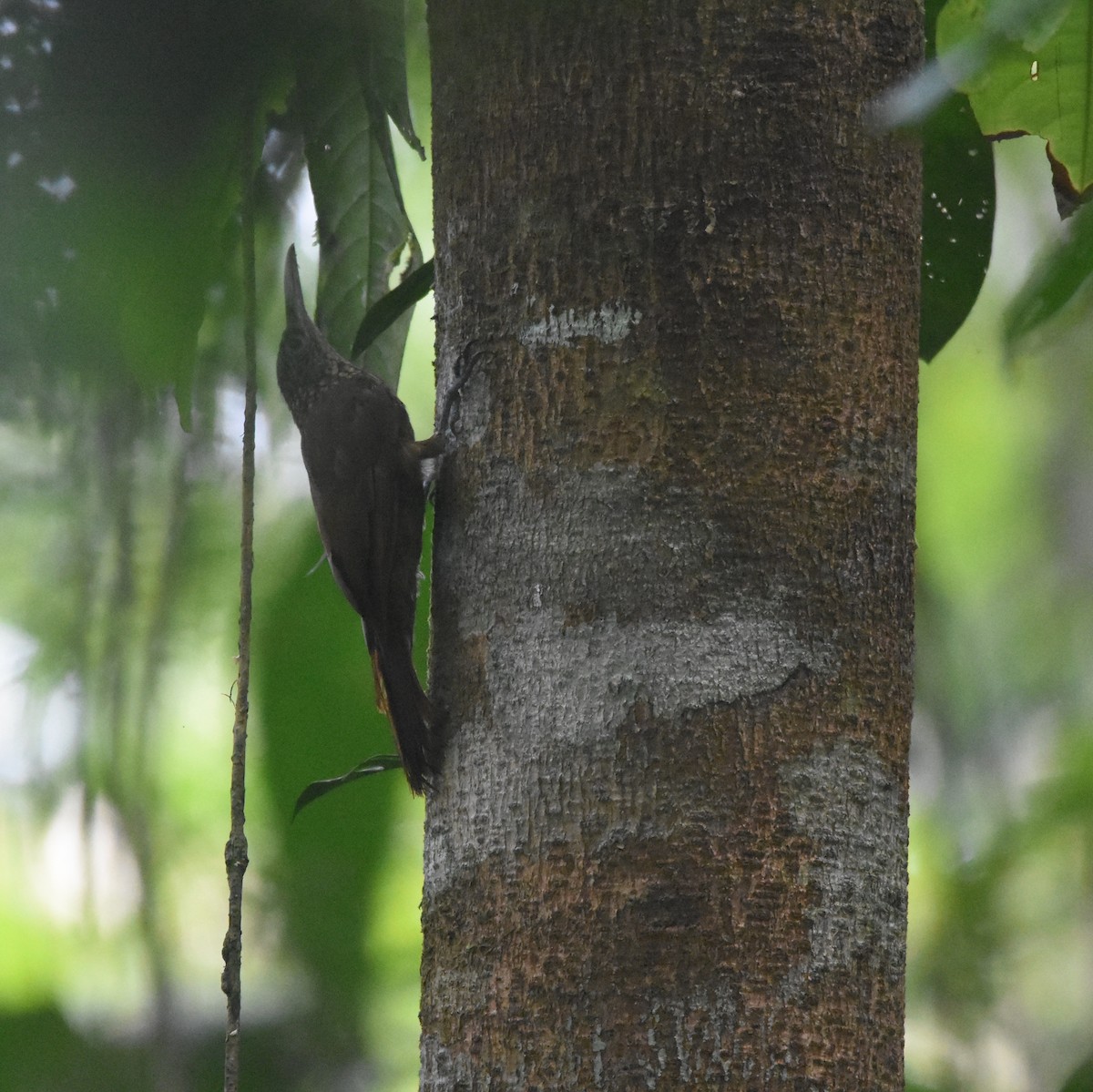 Strong-billed Woodcreeper - ML632946282