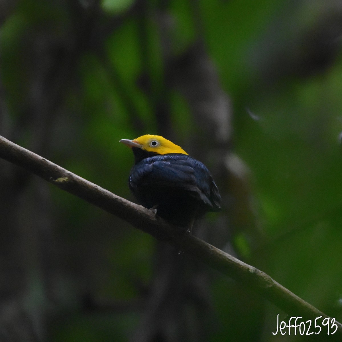 Golden-headed Manakin - ML632946292
